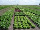 20120412145333-agri-org.jpeg